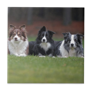 Carreau border collie