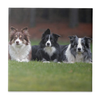 Carreau border collie