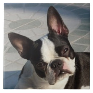 Carreau BOSTON TERRIER DOG, Pet Love, Best Friend