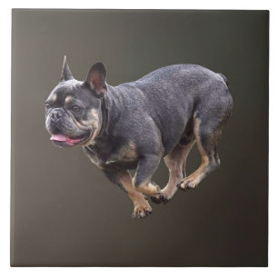Carreau Bouledogue français en course
