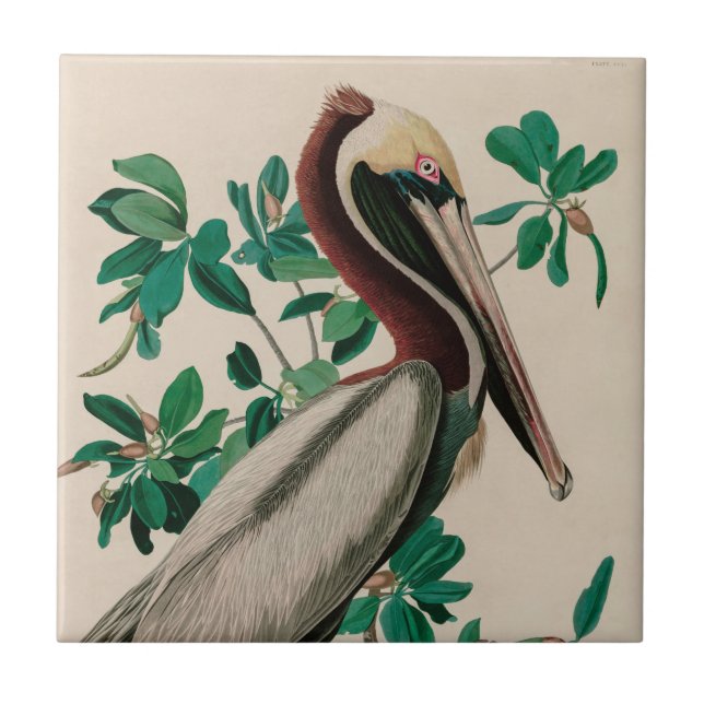 Carreau Brown Pelican Birds of America Audubon Imprimer (Devant)