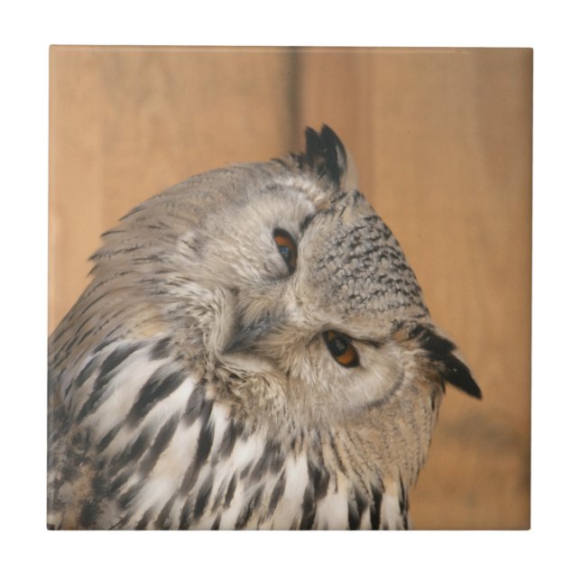 Carreau Bubo bubo sibiricus (Devant)