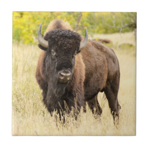 Carreau Buffalo sauvage dans un domaine