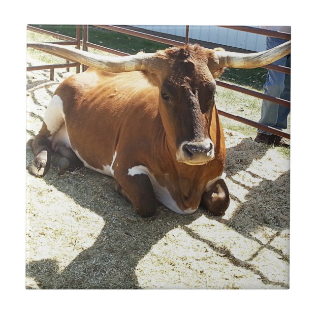 Carreau Bull Cow Long Horns Ranch rodeo Animal Photographe (Devant)