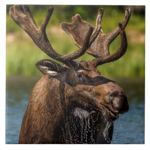 Carreau Bull Moose   Parc national du Glacier Montana
