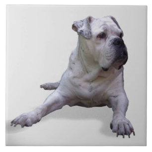 Carreau BULLDOG 2, Amour des animaux, meilleur ami KEEPSAK