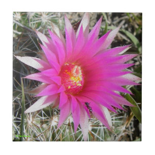 Carreau Cactus Boule F12 "Escobaria vivipara"