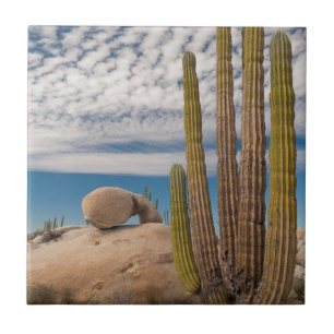 Carreau Cactus dans un paysage désertique