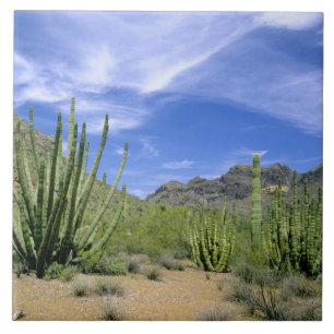 Carreau Cactus du désert à Organ Pipe National Monument,