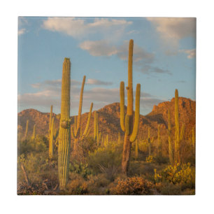 Carreau Cactus saguaro au coucher du soleil, Arizona