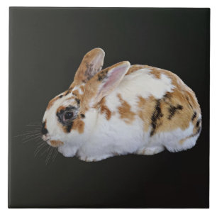 Carreau Calico Rabbit