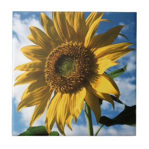 Carreau Californie, Un Tournesol Mammouth (Helianthus) 2
