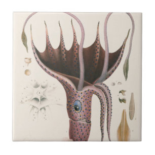 Carreau Calmar Parasol, Animaux Marins Vintage