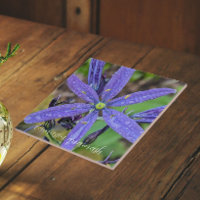 Camassia Commune Floral