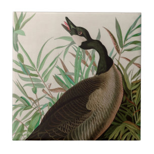 Carreau Canada Goose Birds of America Audubon Imprimer