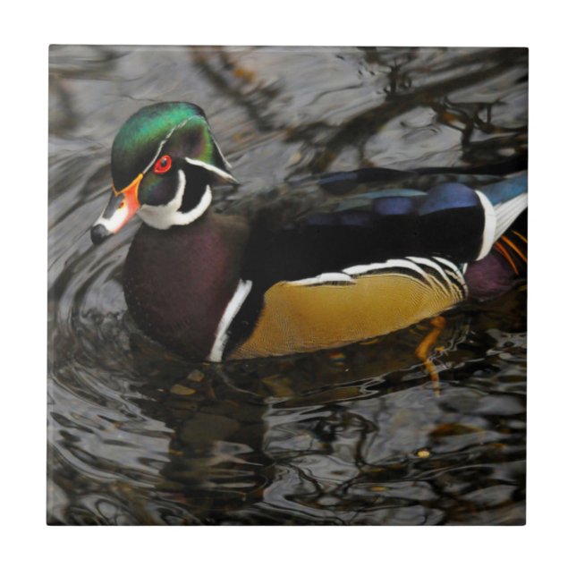 Carreau Canard branchu mâle à Crystal Springs Rhododendron (Devant)