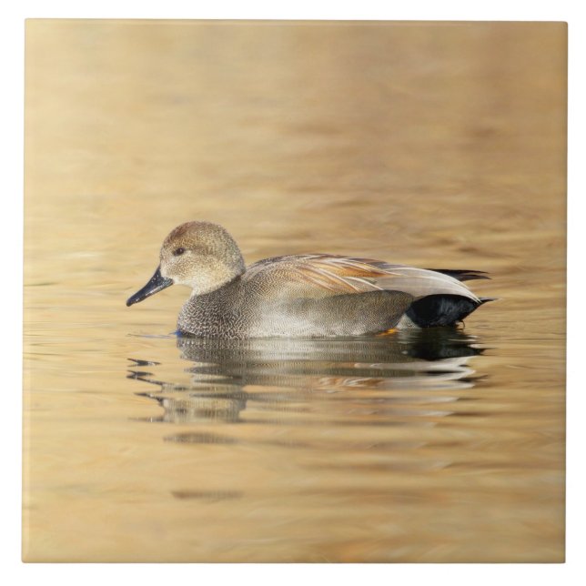 Carreau Canard colvert mâle (Devant)