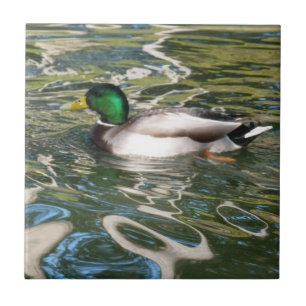 Carreau Canard de Mallard