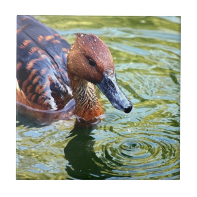 Carreau Canard de natation (Devant)