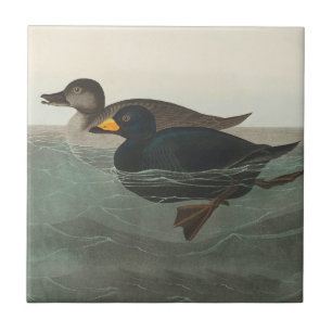 Carreau Canard router américain Audubon