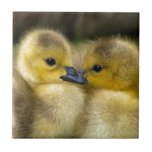 Carreau Canetons pelucheux jaunes mignons, canards de bébé