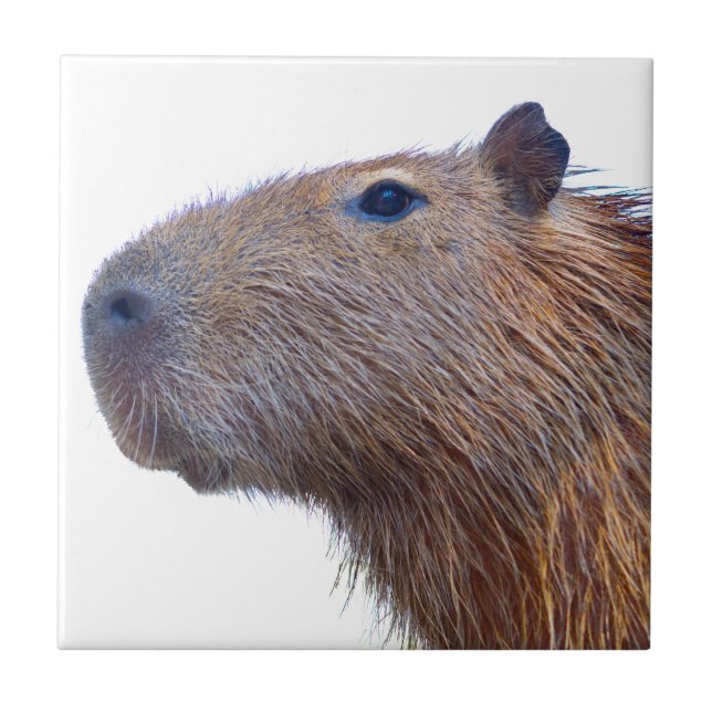 Carreau Capybara (Devant)
