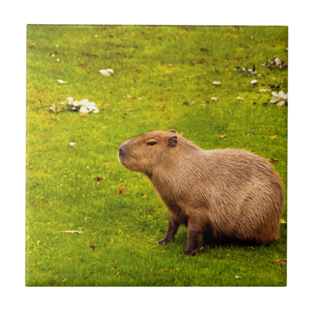 Carreau Capybara (Devant)