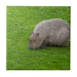 Carreau Capybara Animal Incroyable