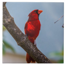 Cardinal Cardinal Ceramic Art Tile