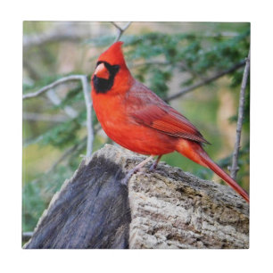 Carreau Cardinal de Crimson