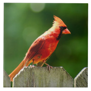 Carreau Cardinal du Nord en été Photographie de la nature