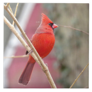 Carreau Cardinal Rouge Cardinal Carrelage céramique