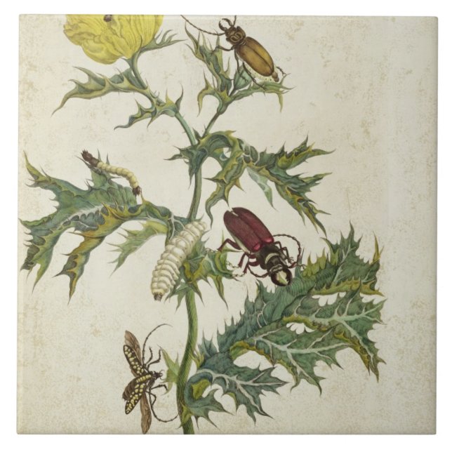 Carreau Cardos Spinosus : Scarabées et chenilles, plat 6 (Devant)
