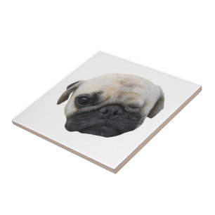 Carreau Carlin chiot mignon ami chien ... か わ い い 子 犬