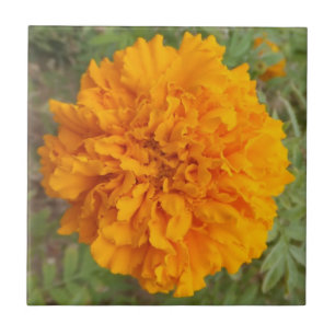 Carreau Carnation orange