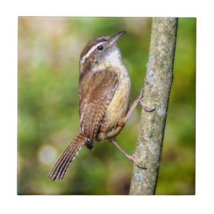 Carreau Carolina Wren