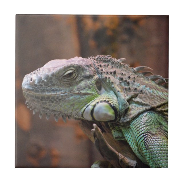 Carreau Carrelage au lézard Iguana coloré (Devant)
