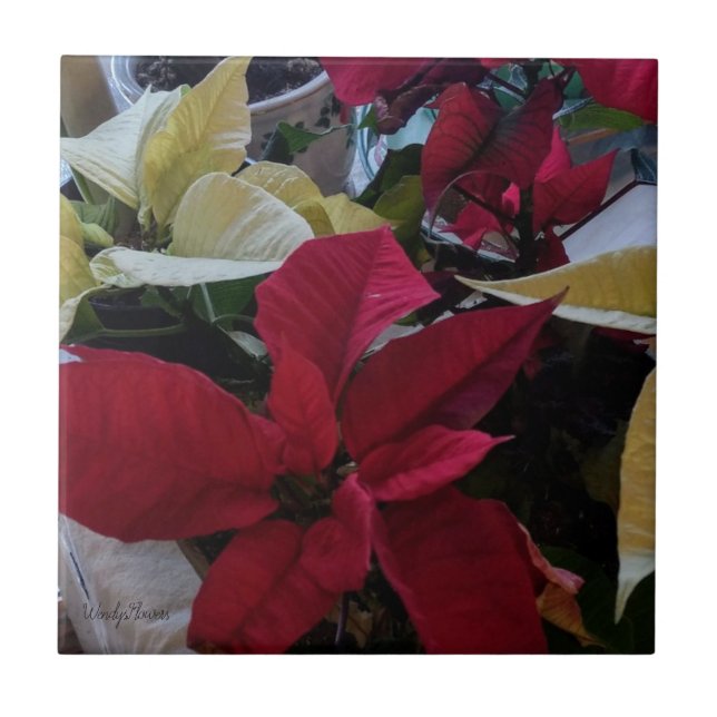 Carreau Carrelage aux poinsettises rouges et blanches (Devant)