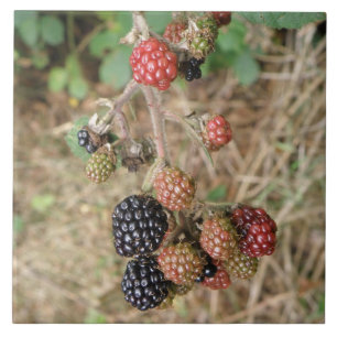 Carreau Carrelage Blackberry Bonanza