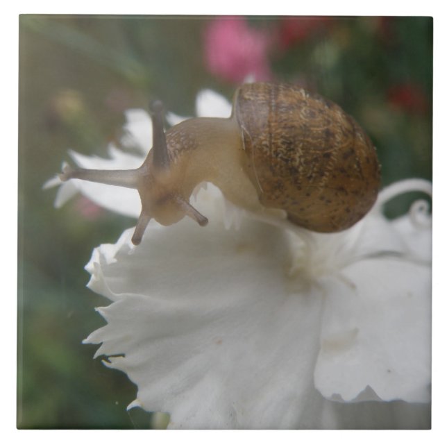Carreau Carrelage blanc et escargot de jardin (Devant)