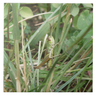 Carreau Carrelage Camouflage Grasshopper