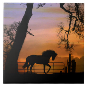 Carreau Carrelage d'art pour Cheval Whimsical, Joli Sud-Ou