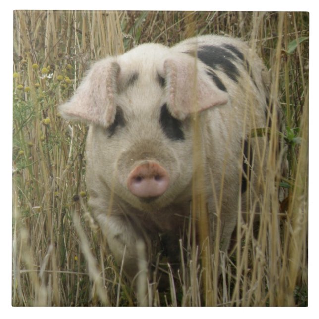 Carreau Carrelage de porc mignon (Devant)