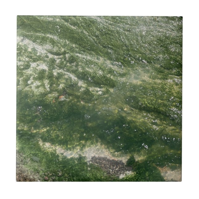 Carreau Carrelage Décor Vert (Devant)