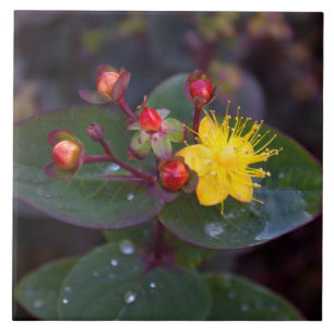 Carreau Carrelage décoratif St. John's Wort