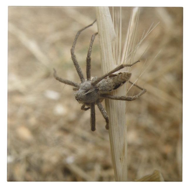 Carreau Carrelage déplaisant Crawly Spider (Devant)