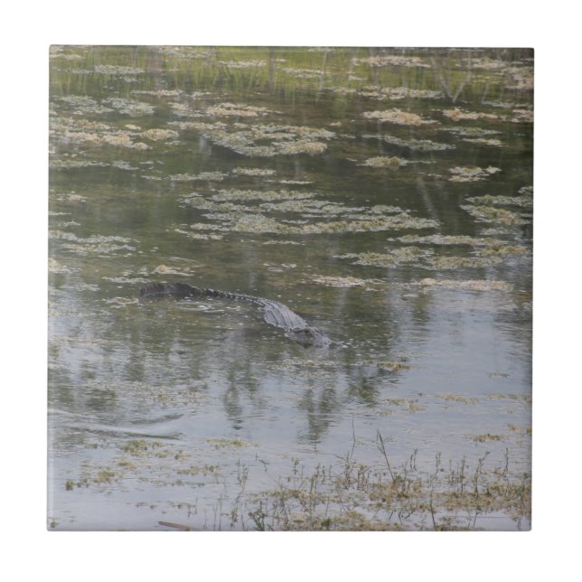 Carreau Carrelage en céramique Alligator (Devant)