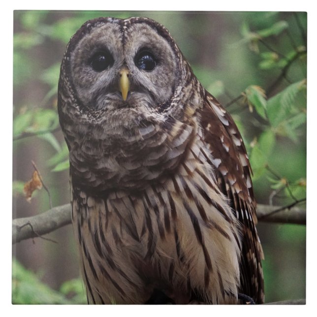 Carreau Carrelage en céramique Barred Owl (Devant)
