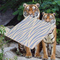 Carrelage en céramique bleu et beige Zebra - Moder