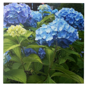 Carreau Carrelage en céramique bleu Hydrangea Fleur
